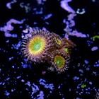 Palythoa rainbow 2