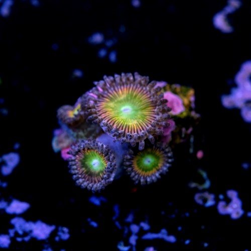 Palythoa rainbow 2