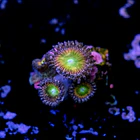 Palythoa rainbow 2