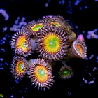 Palythoa rainbow 2