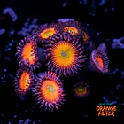 Palythoa rainbow 1