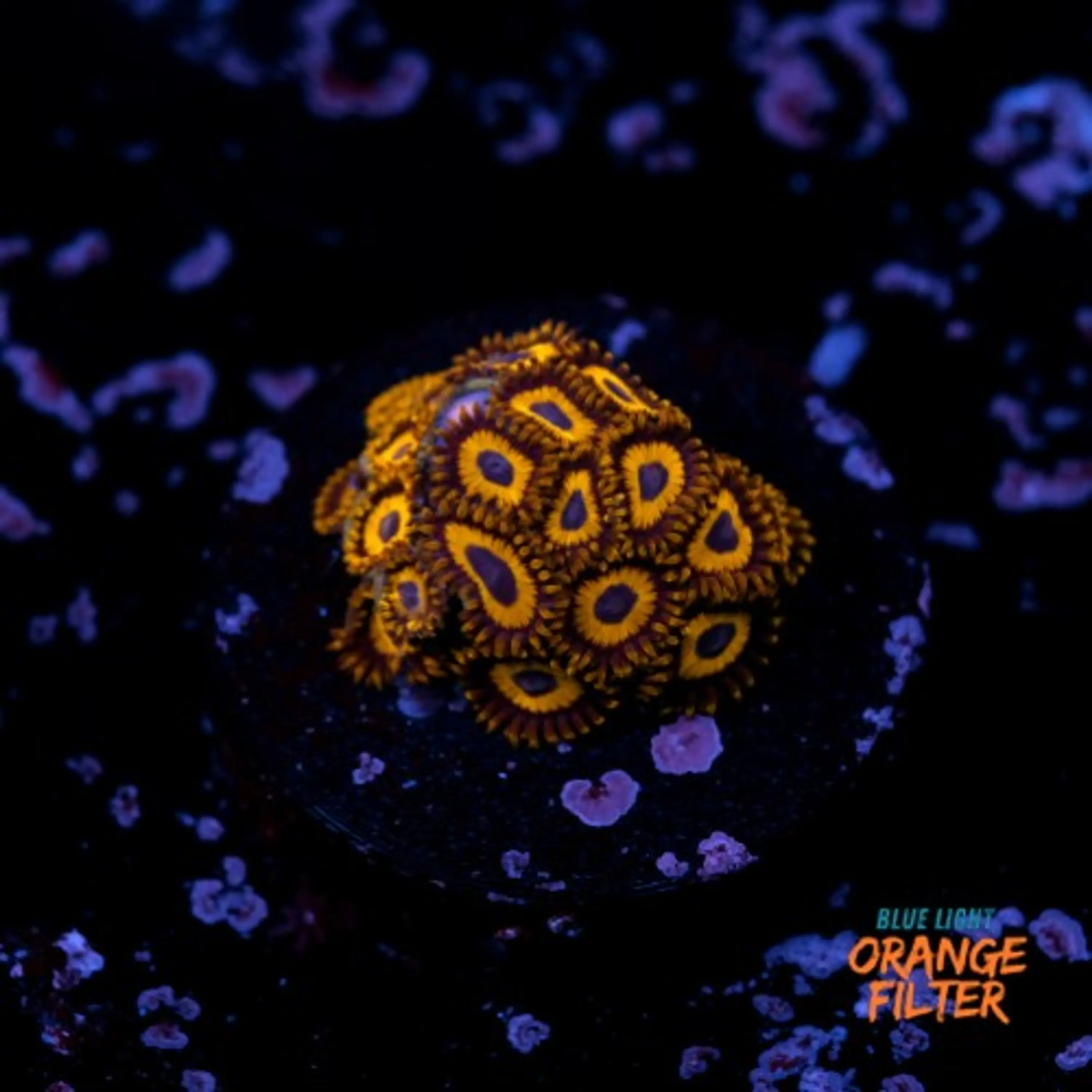 Zoanthus la lakers
