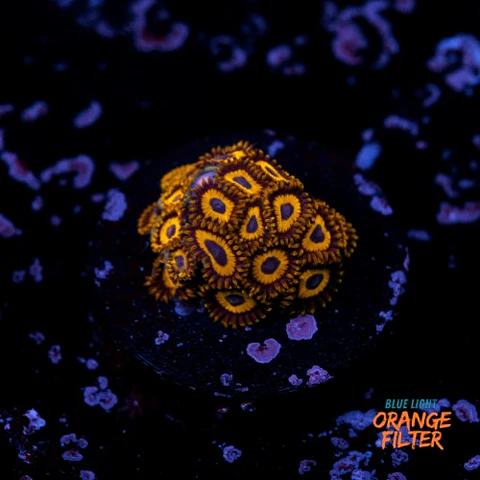 Zoanthus la lakers