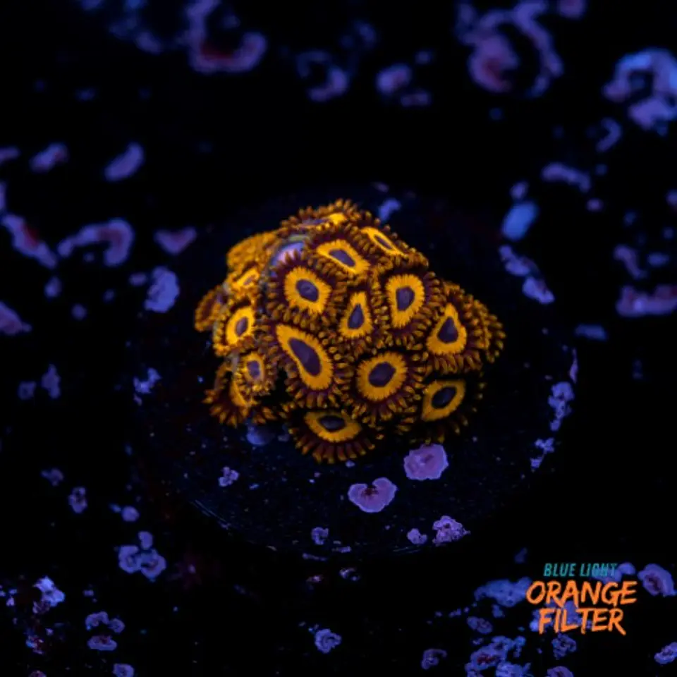 Zoanthus la lakers 1