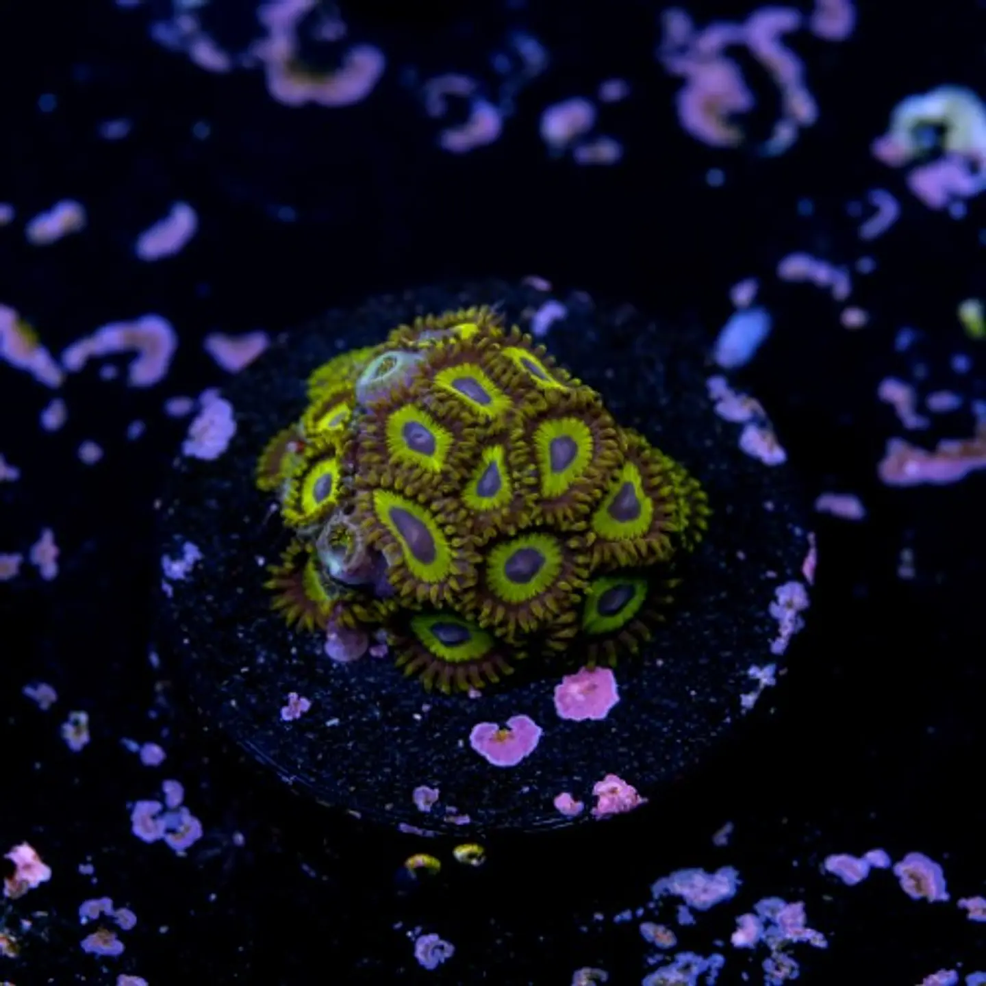Zoanthus la lakers 2