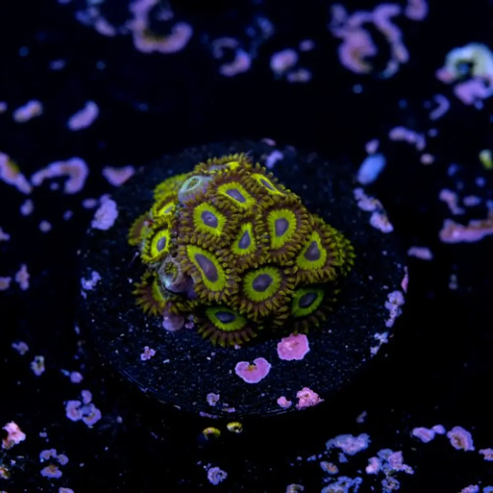 Zoanthus la lakers 2
