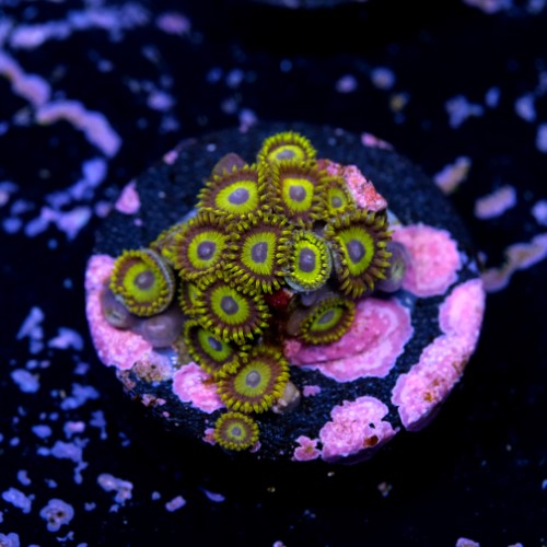 Zoanthus la lakers 2