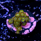 Zoanthus la lakers 2