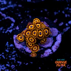 Zoanthus la lakers 1