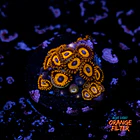 Zoanthus la lakers 1