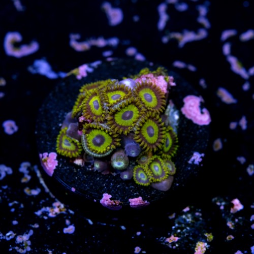 Zoanthus la lakers 2