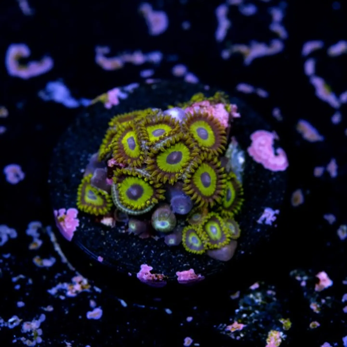 Zoanthus la lakers 2