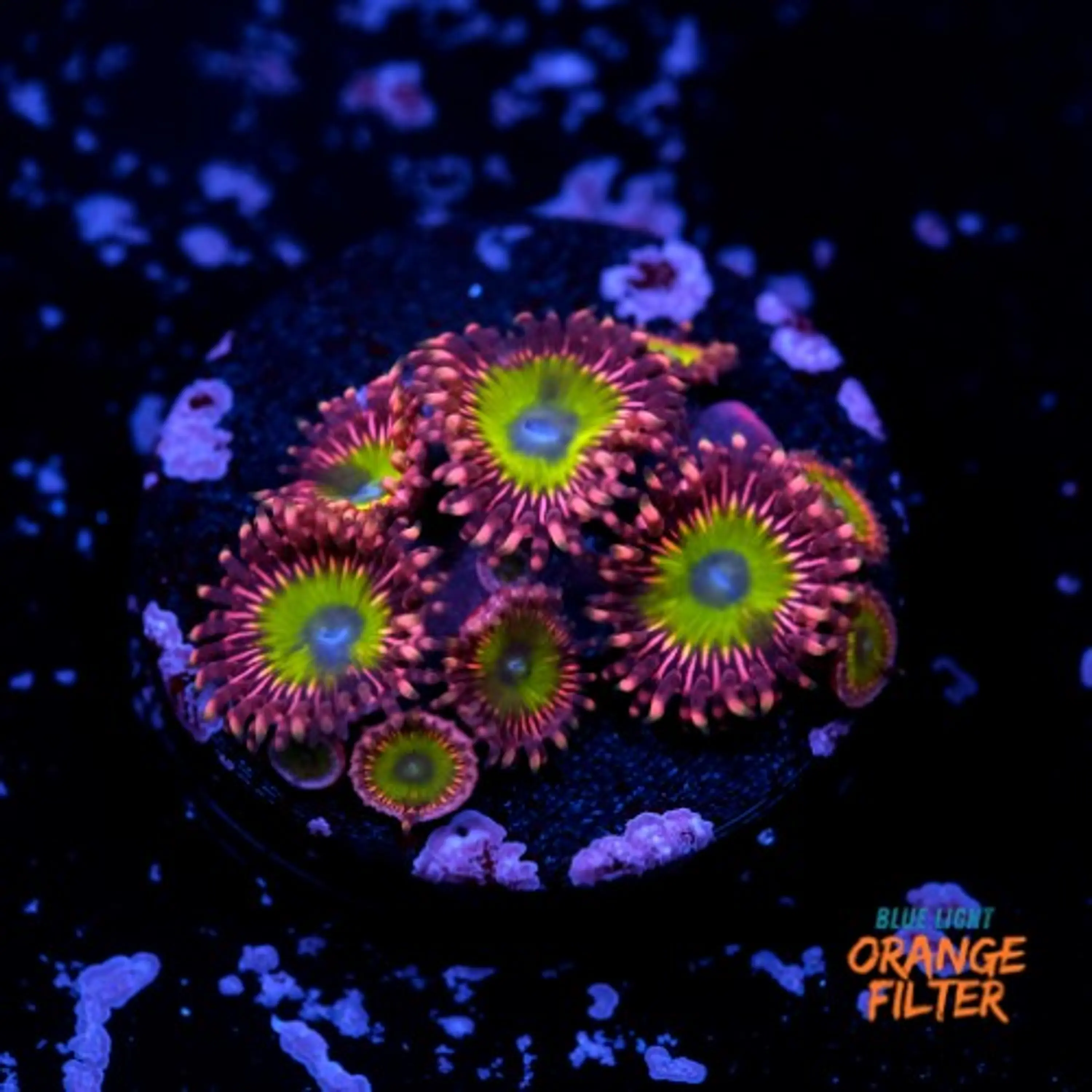 Zoanthus pink hippo