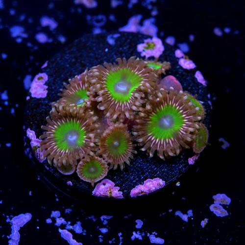 Zoanthus pink hippo 2