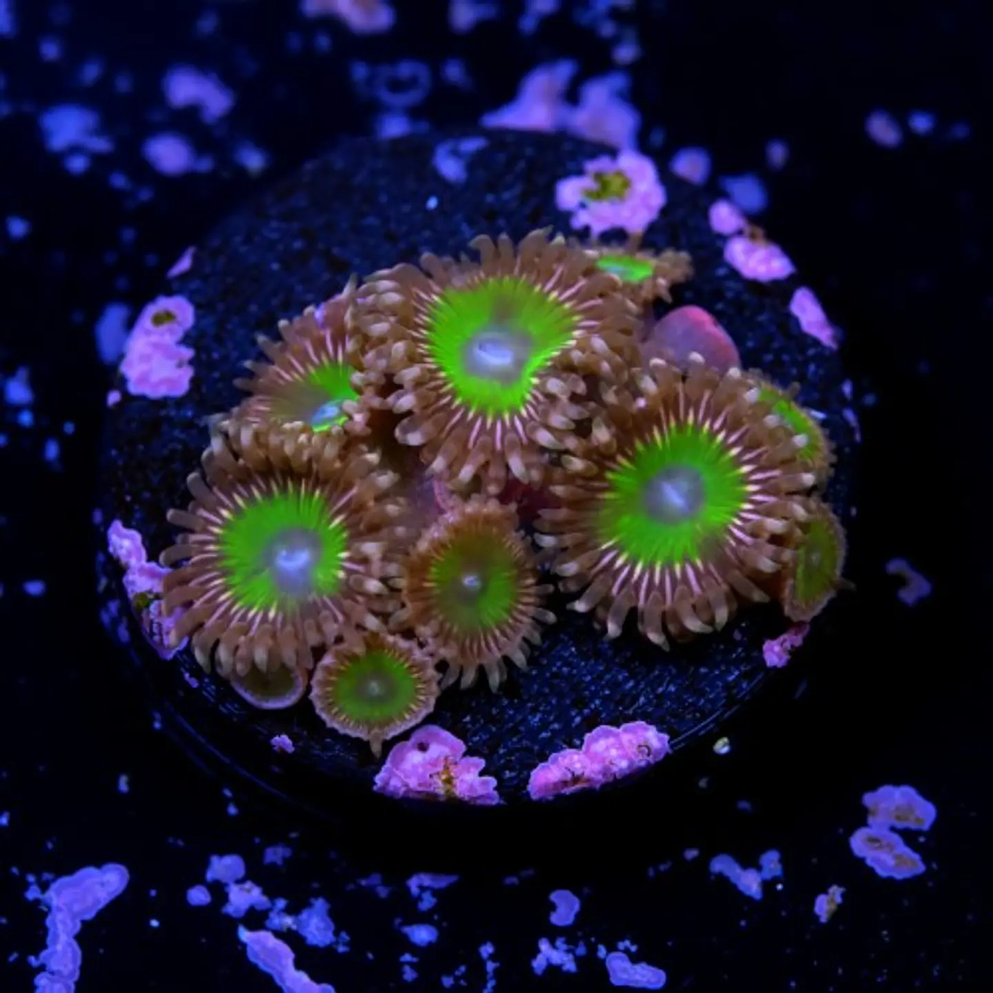 Zoanthus pink hippo 2