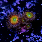 Palythoa rainbow 2