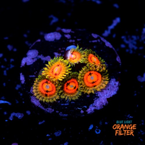 Zoanthus rainbow incinerator 1