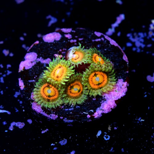 Zoanthus rainbow incinerator 2