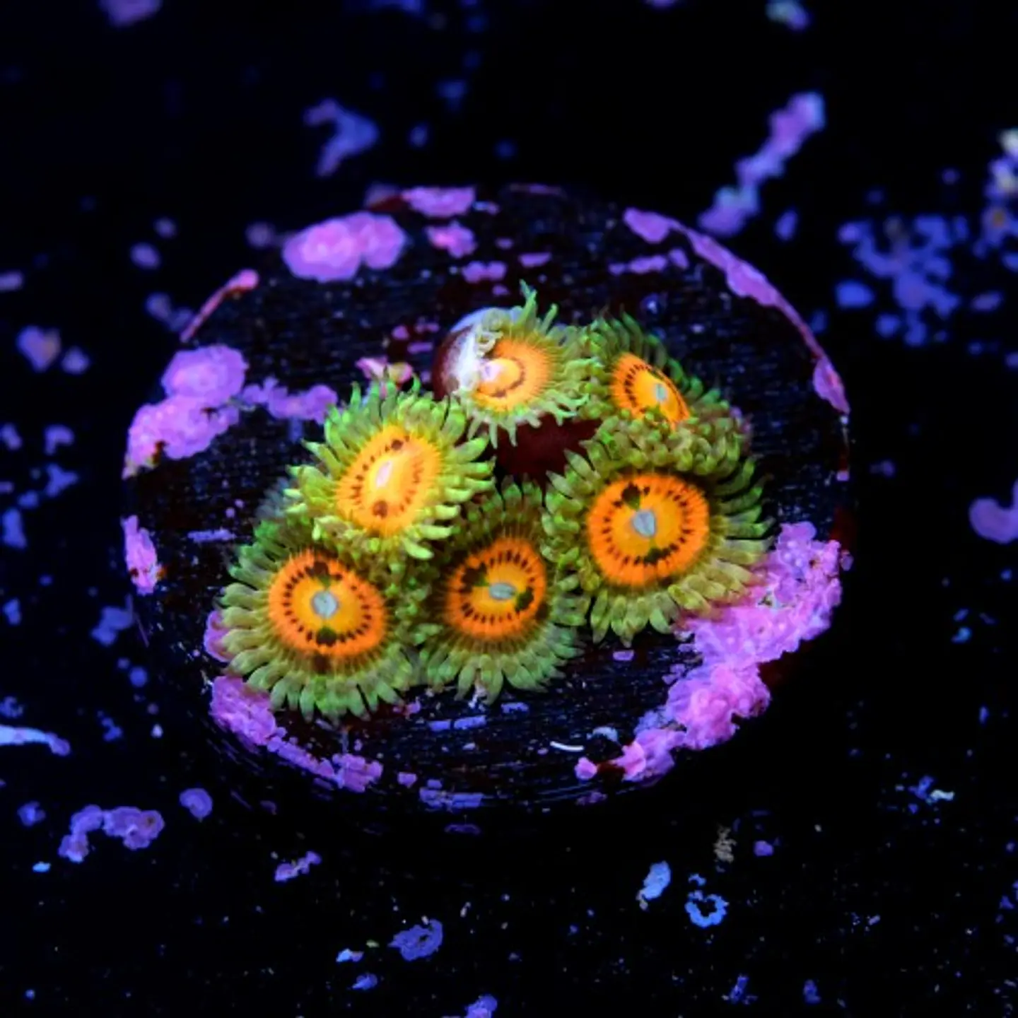 Zoanthus rainbow incinerator 2