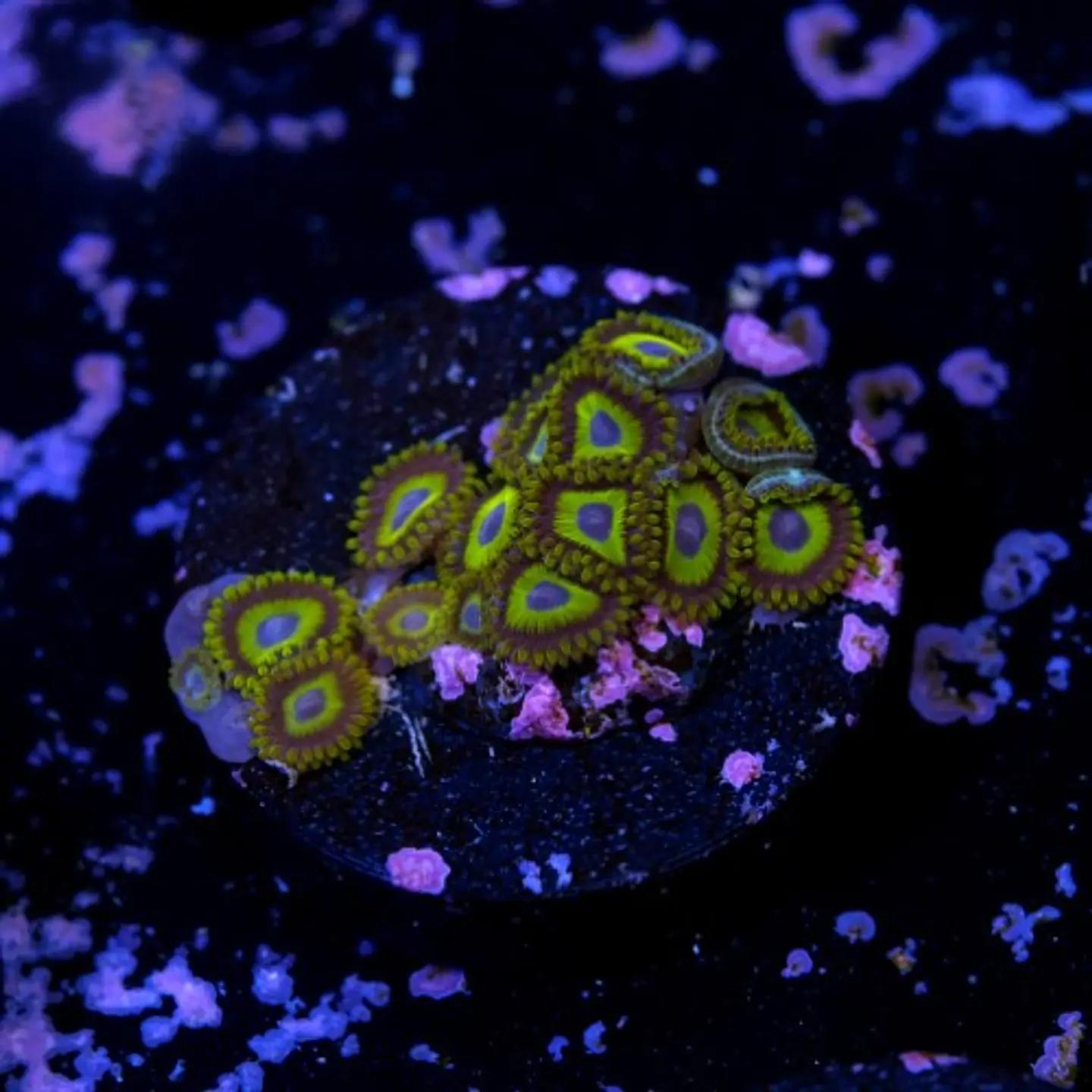 Zoanthus la lakers 2