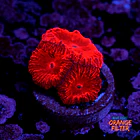 Blastomussa merletti “super red” 1