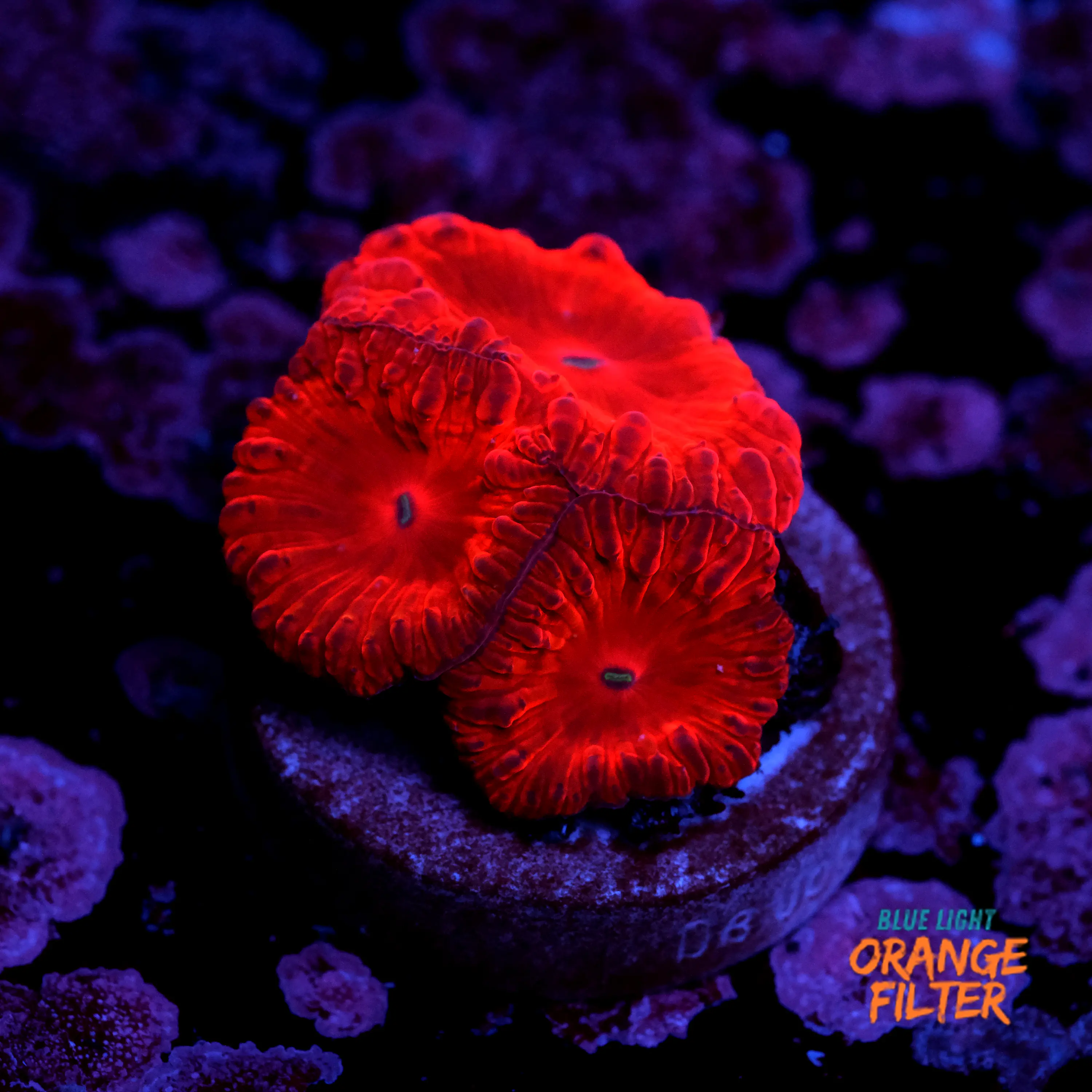 Blastomussa merletti “super red”