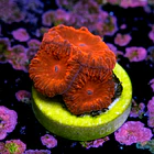 Blastomussa merletti “super red” 2