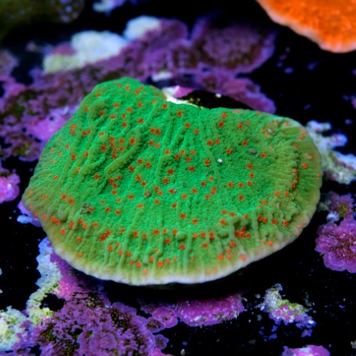 Montipora season greetings 2