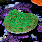 Montipora season greetings 2