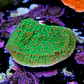 Montipora season greetings - Thumbnail 2