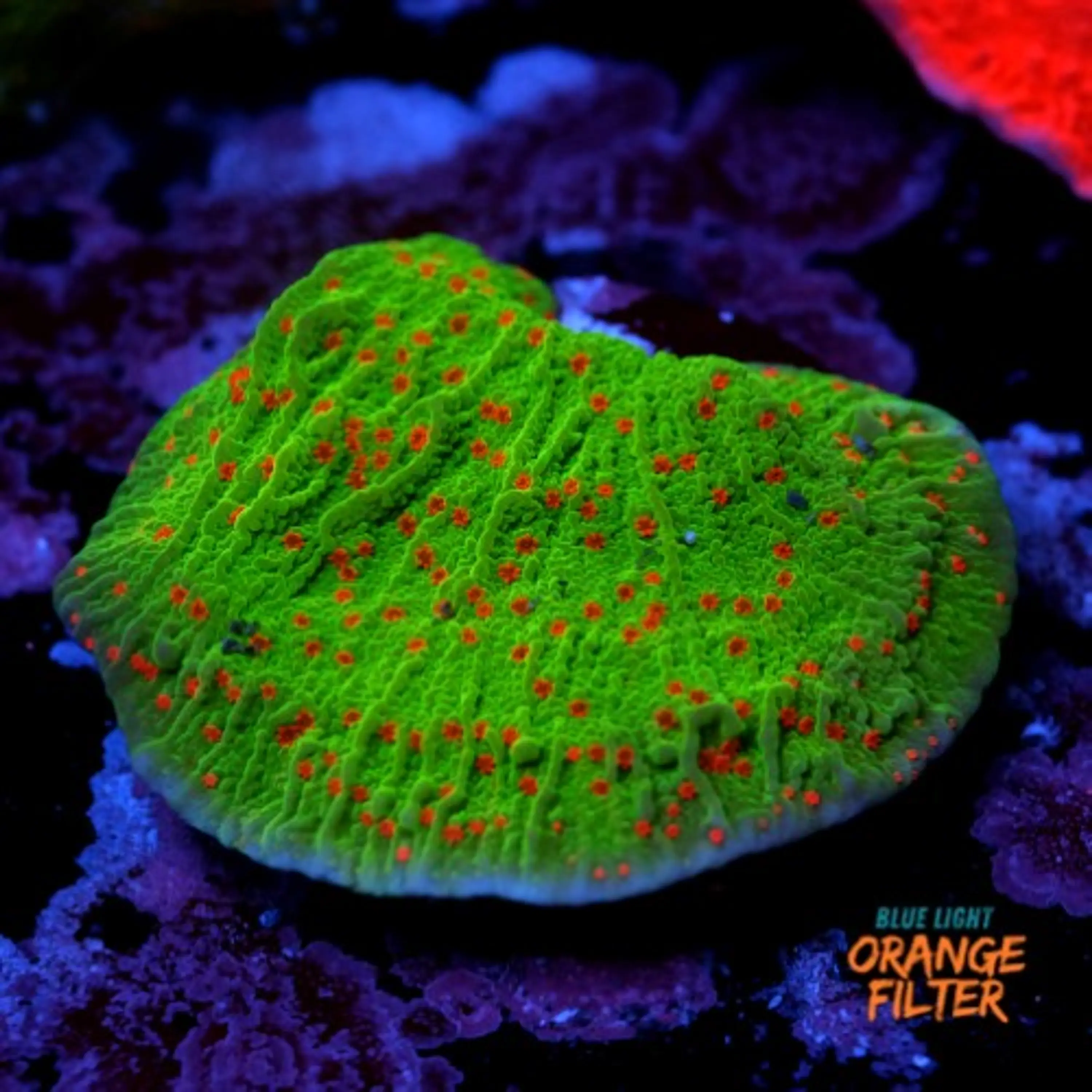 Montipora season greetings