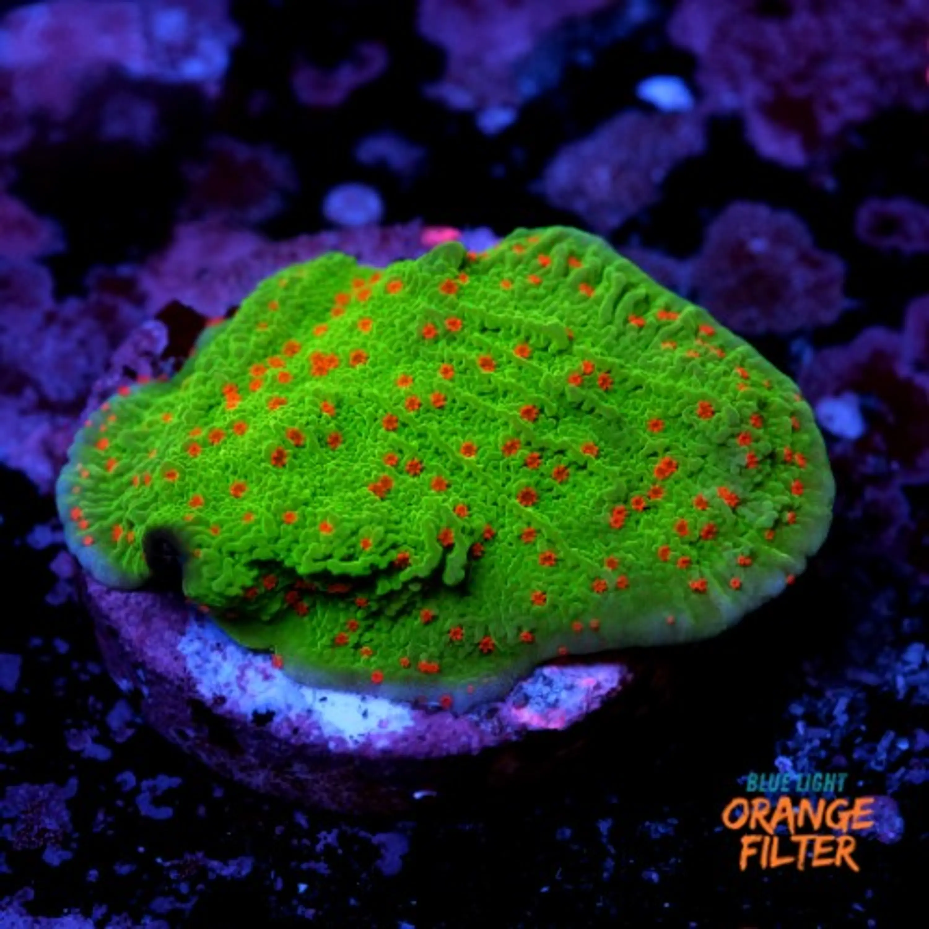 Montipora season greetings