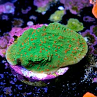 Montipora season greetings 2