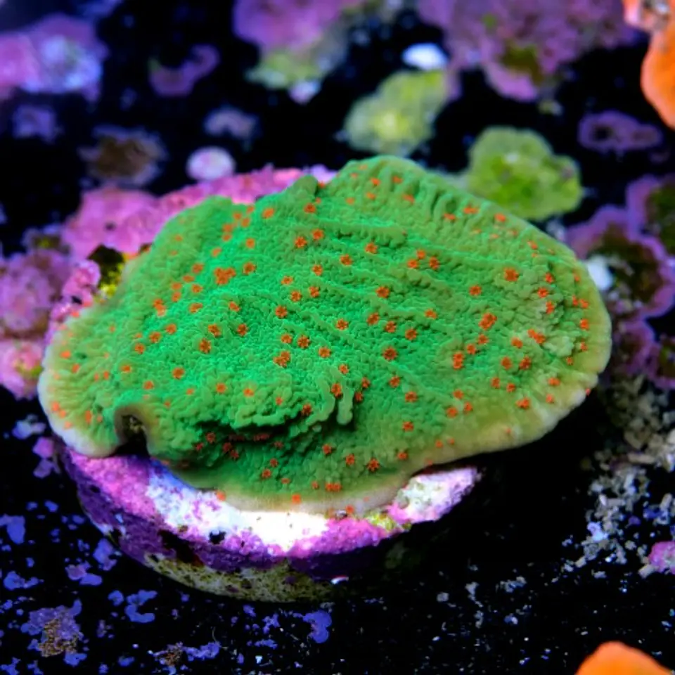 Montipora season greetings 2