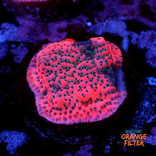 Montipora dragon fruit 1