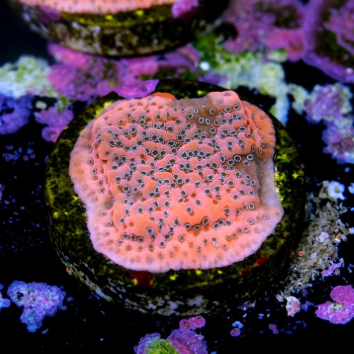 Montipora dragon fruit 2
