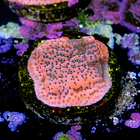Montipora dragon fruit 2