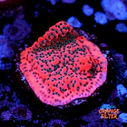 Montipora dragon fruit 1