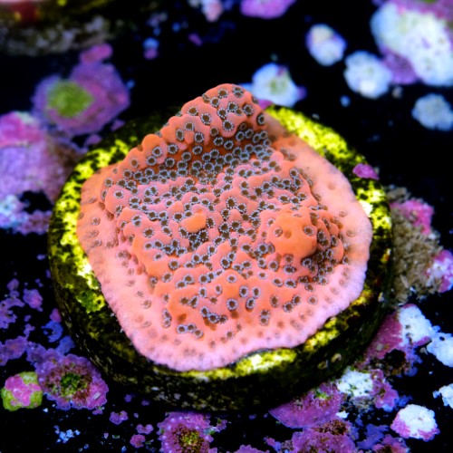 Montipora dragon fruit 2