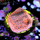 Montipora dragon fruit 2