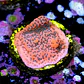 Montipora dragon fruit - Thumbnail 2