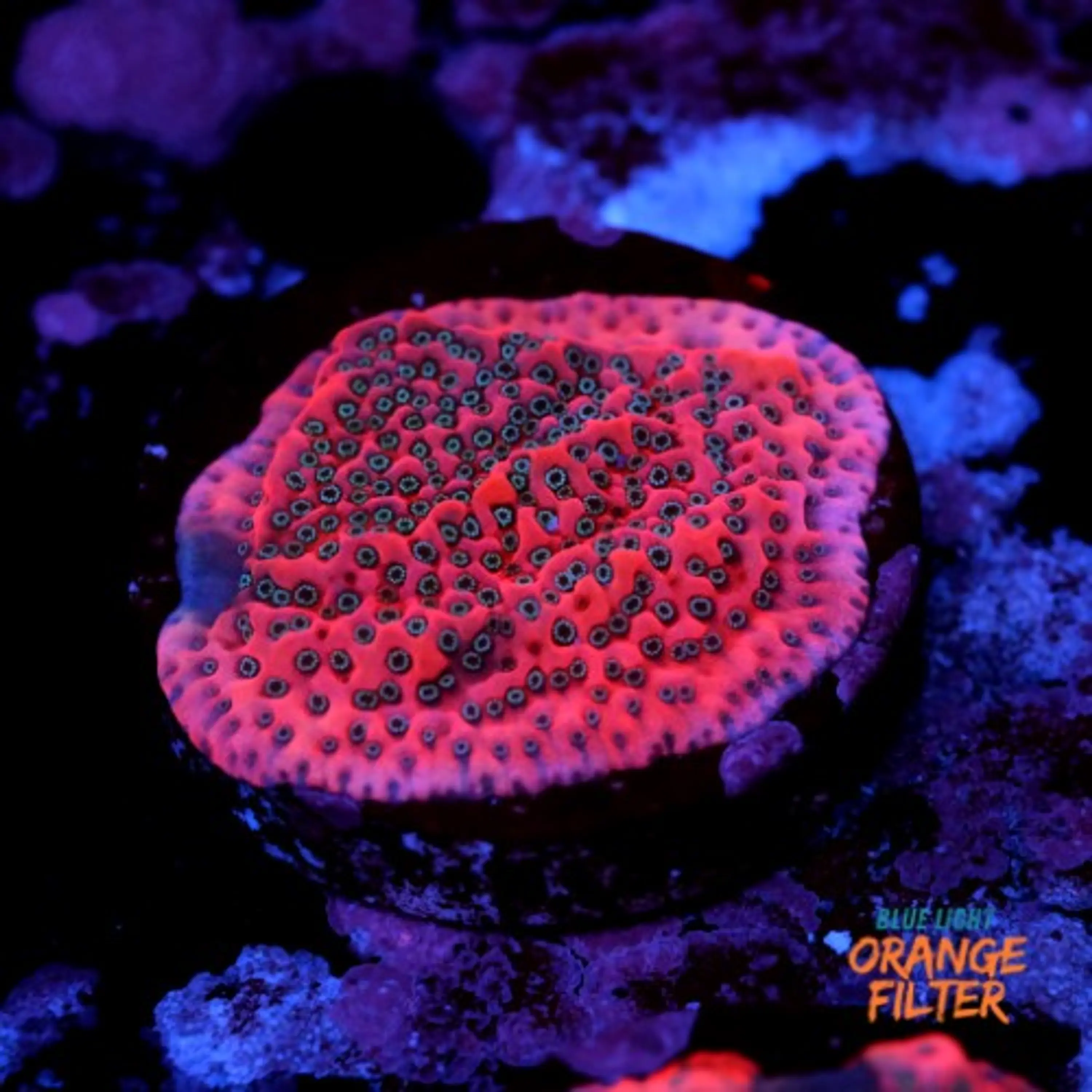 Montipora dragon fruit