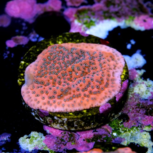 Montipora dragon fruit 2