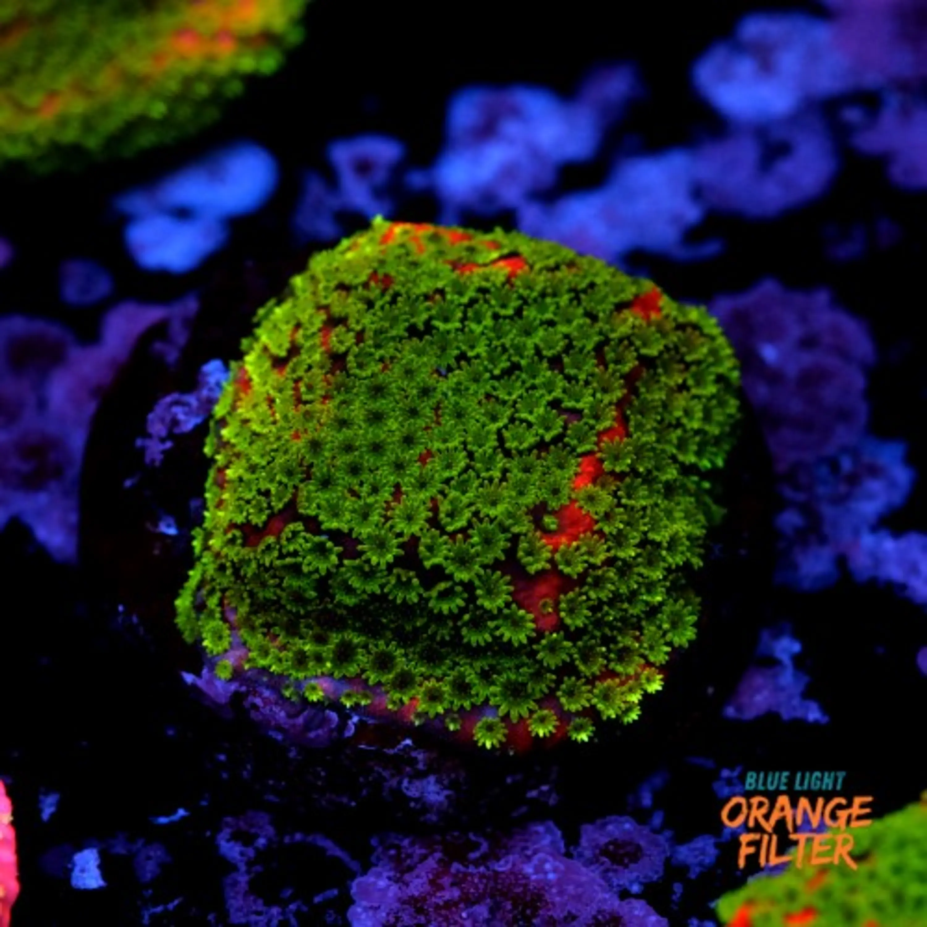 Montipora sunset 