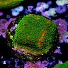 Montipora sunset  2