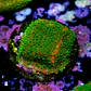 Montipora sunset  - Thumbnail 2