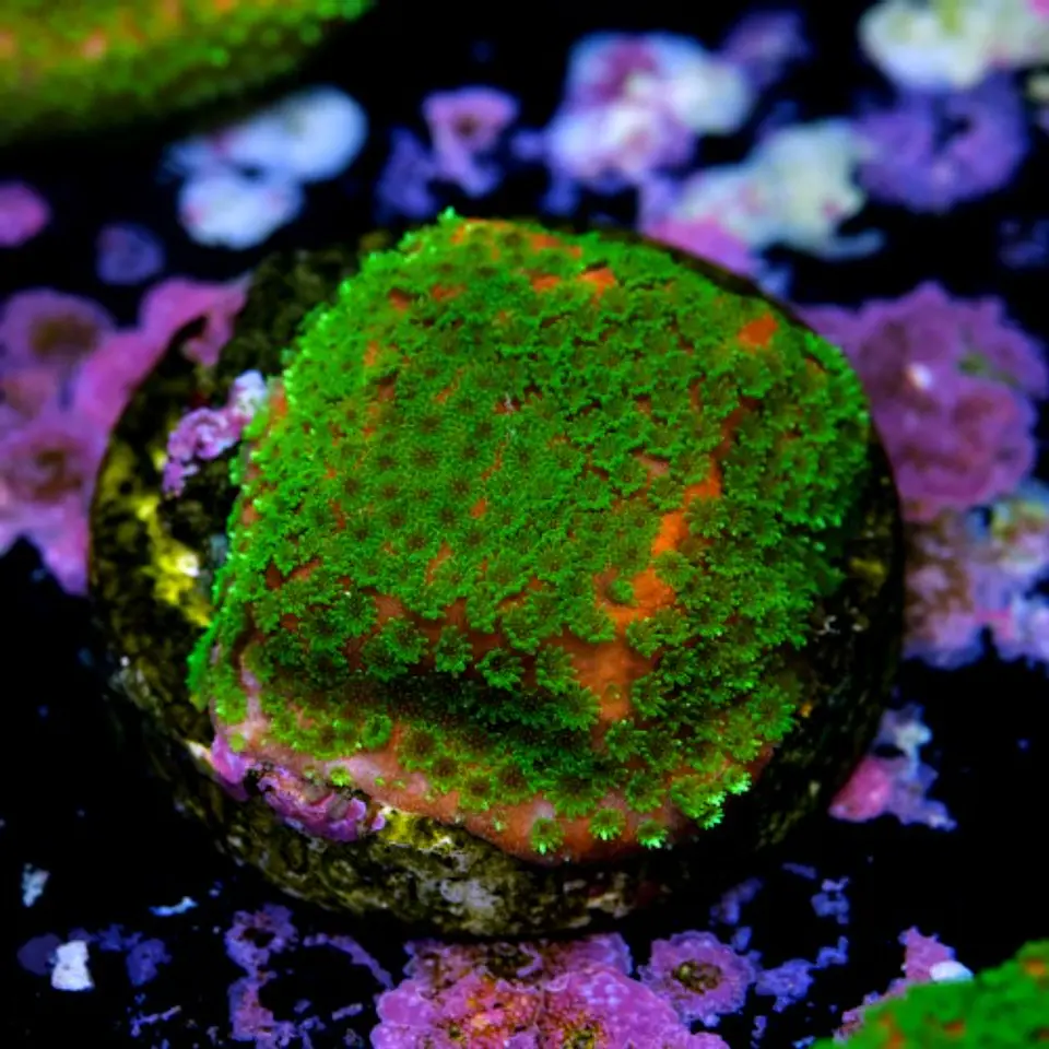 Montipora sunset  2