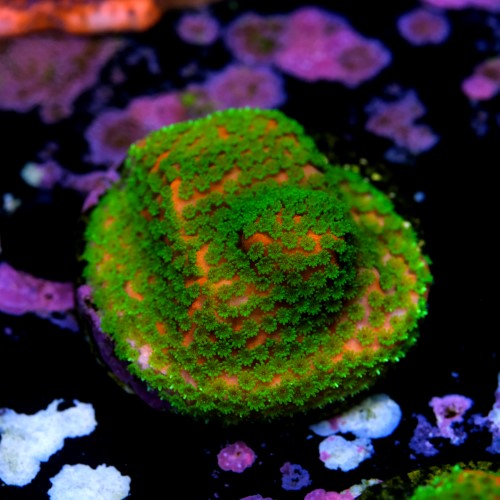 Montipora sunset  2