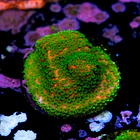 Montipora sunset  2