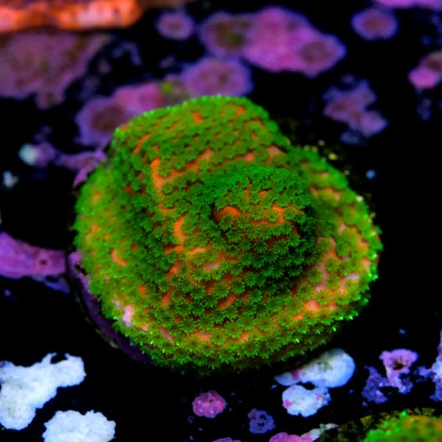 Montipora sunset  2